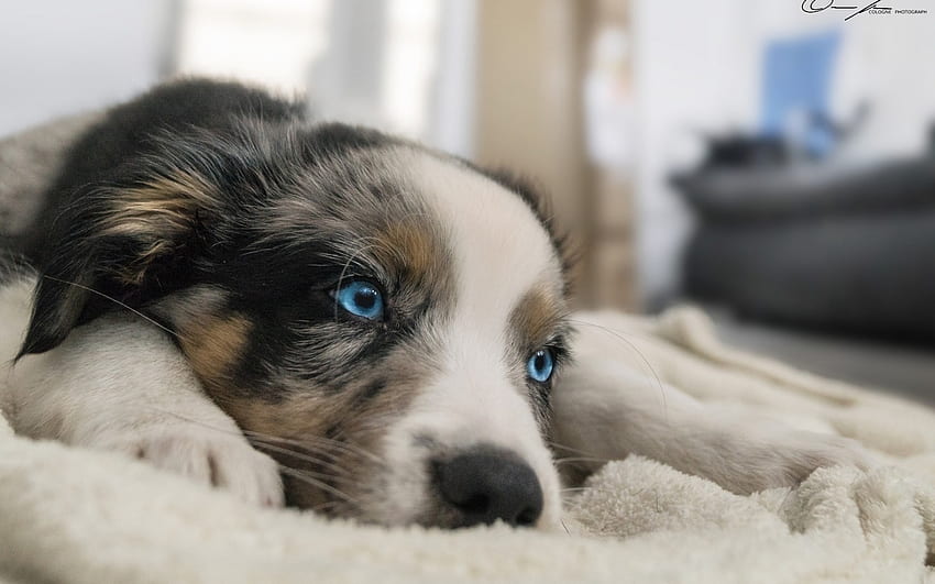 Кученце, животно, куче, бяло, сини очи, австралийска овчарка, кейн HD тапет