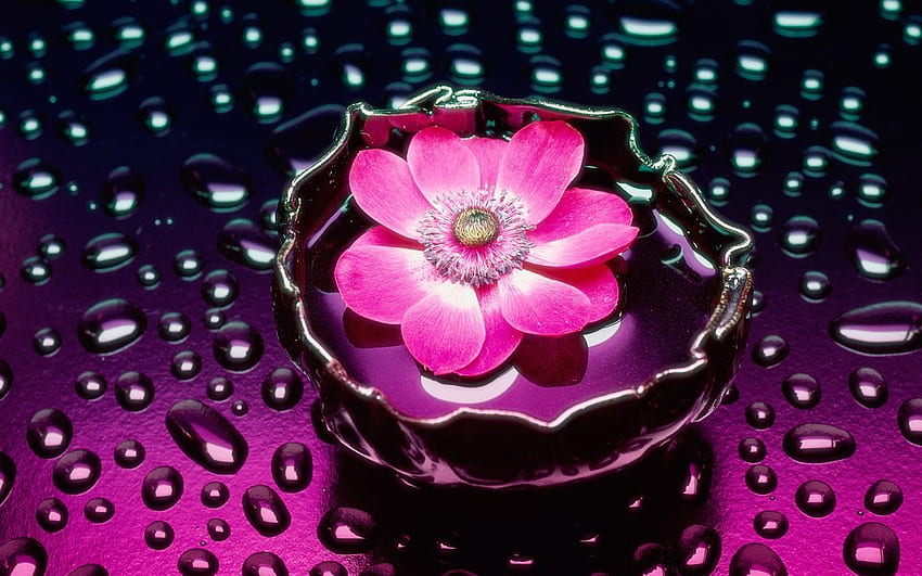 Pink Flower In Water Bowl HD wallpaper