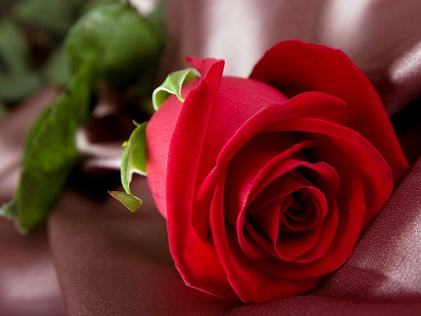 Red Rose, rose, petals, love, red, nature, flowers HD wallpaper