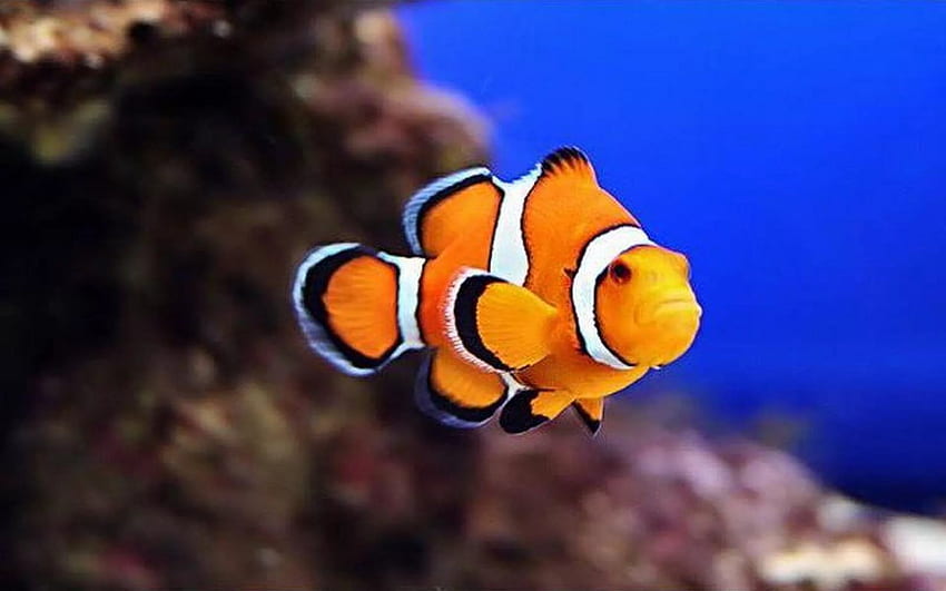 Clown Fish Group , for HD wallpaper