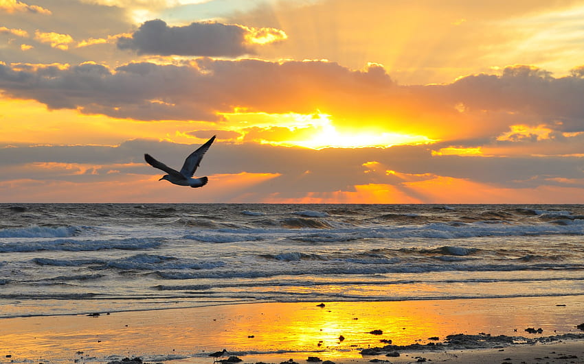 Pemandangan, Matahari Terbenam, Laut, Burung Camar Wallpaper HD