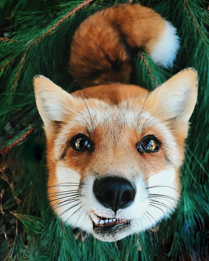 Here's What It's Like To Live With Juniper The World's Happiest Fox. Bored Panda HD phone wallpaper