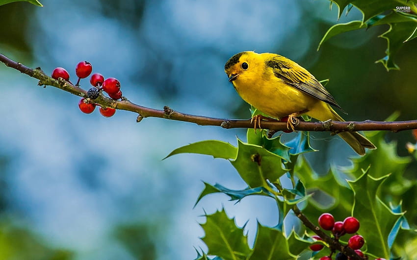 Animals, Berries, Bird, Branch HD wallpaper