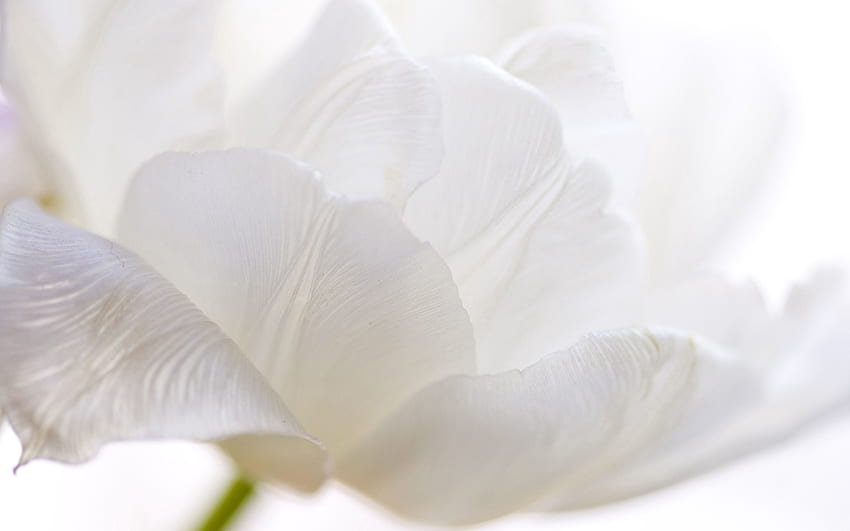 Macro, Petals, Bud, White Tulip HD wallpaper