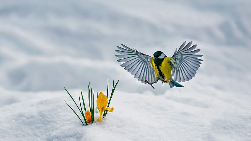 O pássaro chapim-azul da Eurásia está pairando perto de flores amarelas de açafrão em pássaros de fundo de campo de neve borrados papel de parede HD