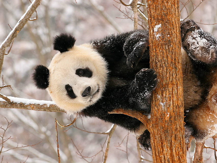 Merhaba, kış, hayvan, ağaç, dal, ayı, kar, merhaba, orman, panda HD duvar kağıdı