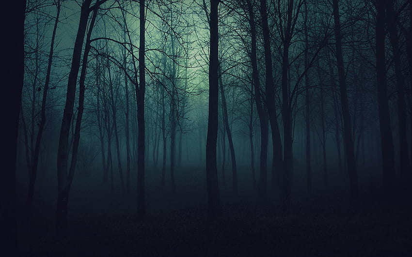 Creepy forest background, Dark Ambient HD wallpaper