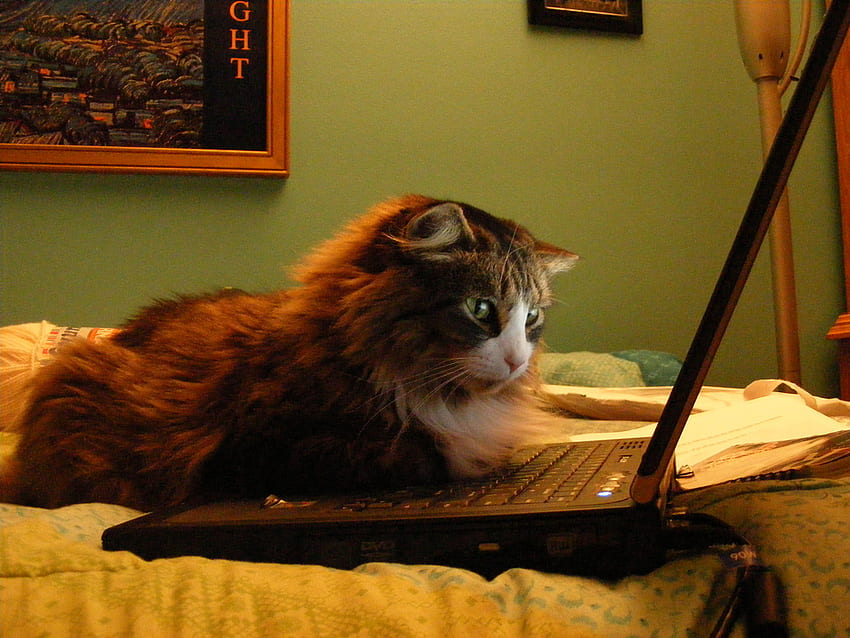 At Work, laptop, cute, cat, work HD wallpaper