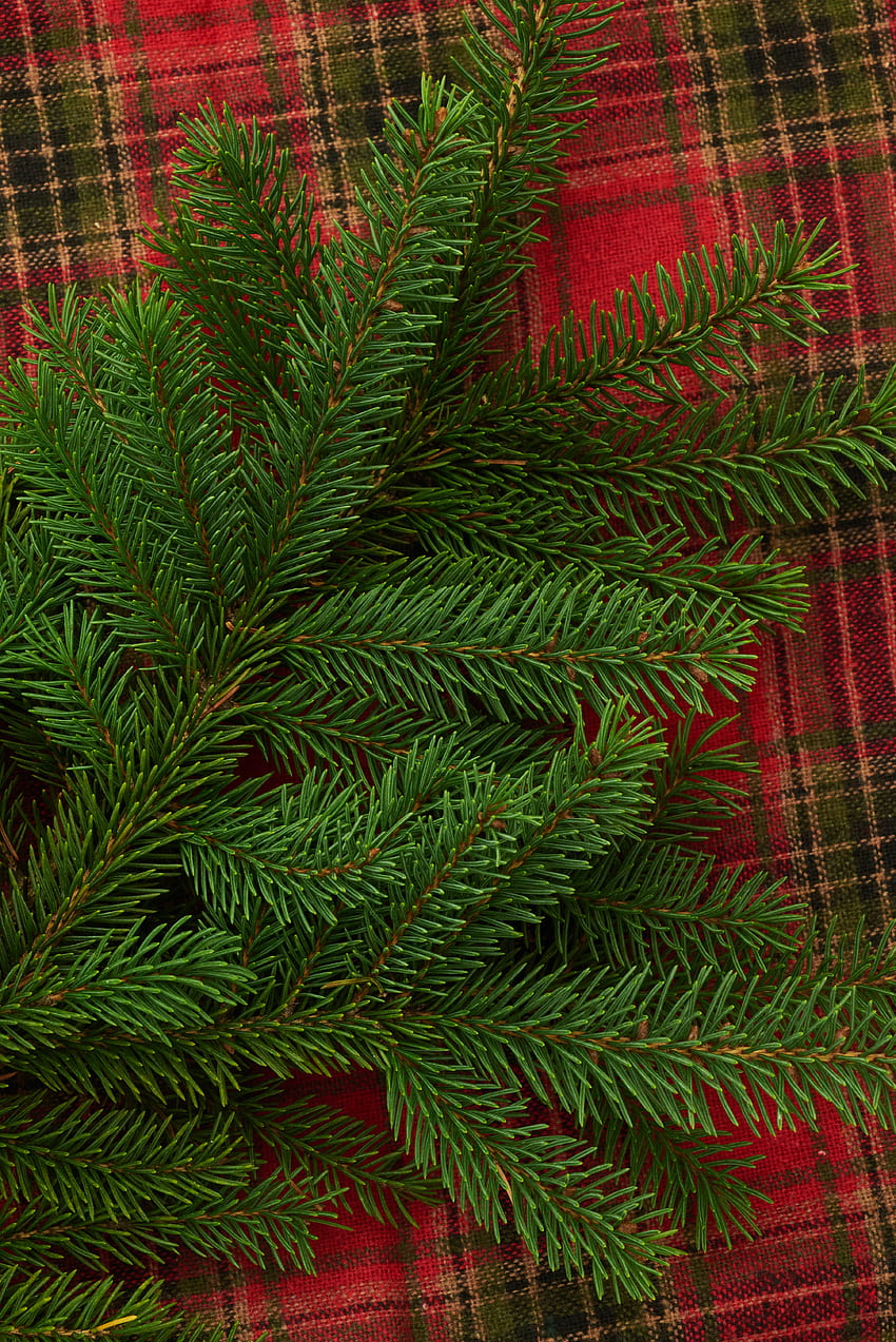 Holidays, Pine, New Year, Christmas, Branch, Needles, Plaid HD phone wallpaper