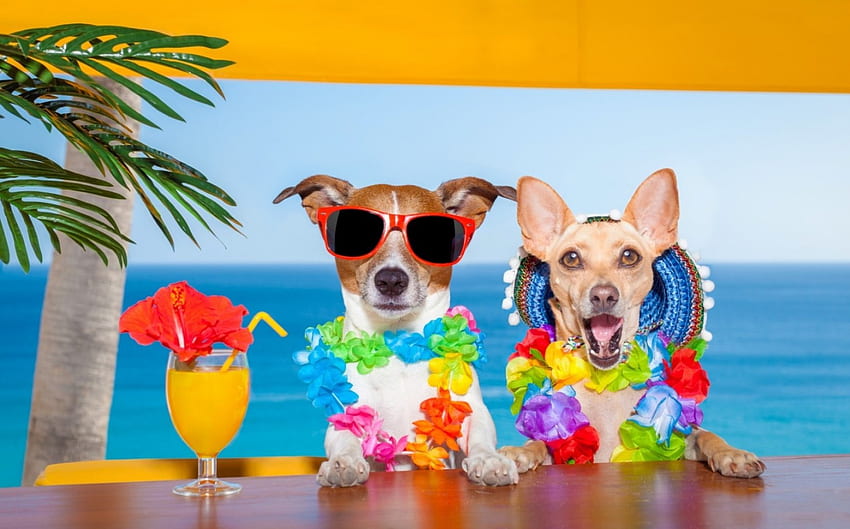 Cani divertenti, blu, cane, animale, colorato, jack russel, carino, estate, occhiali da sole, drinh, fiore, verde, giallo, rosso, divertente Sfondo HD