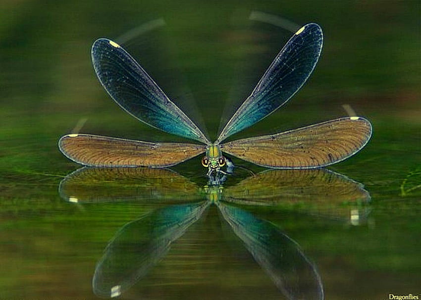Dragonfly, wings, beautiful, water, bug HD wallpaper