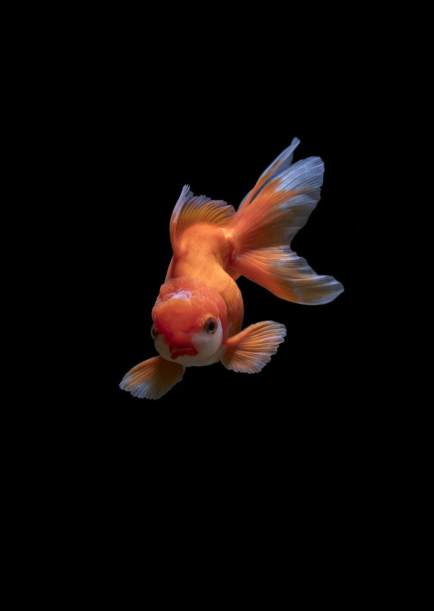 Fish . & Stock, Beautiful Tropical Underwater HD phone wallpaper