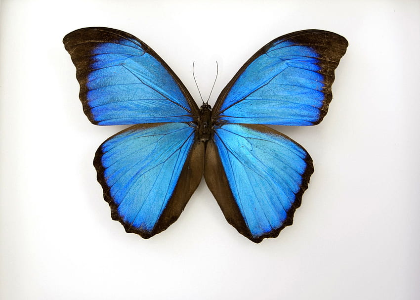 Blue Butterfly, Clip Art, Clip Art on Clipart Library HD wallpaper