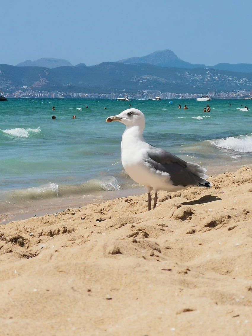 Mallorca seagull, Sand, Szia uram, Summer, Insel, Island, Tenger, Spain, Möwe, Beach, Sirály, Sommer, Nyár, Tengerpart, Sziget HD phone wallpaper