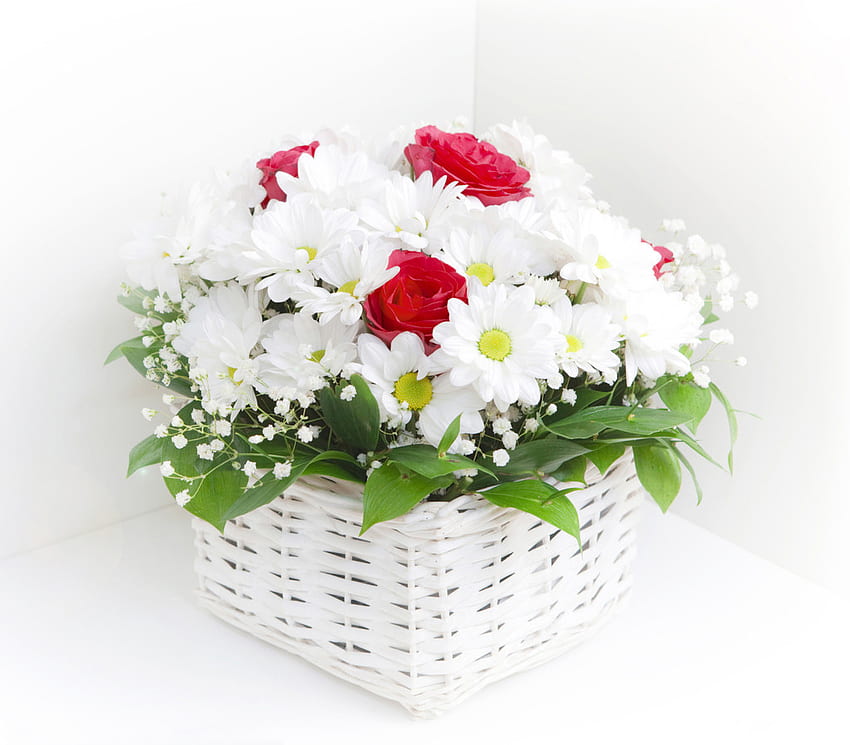 빨간 장미 흰 국화, 국화, 흰색, 장미, 빨간색 HD 월페이퍼