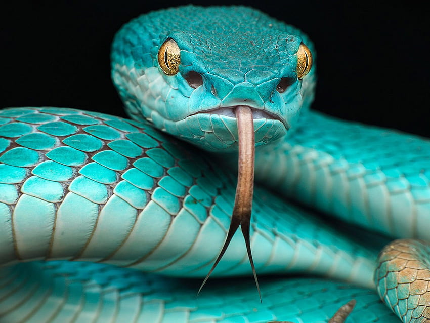 Trimeresurus Albolabris Insularis Reptile Japanese Blue Poison, Japanese Snake HD wallpaper