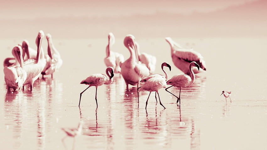 Flamingo . Pink Flamingo HD wallpaper | Pxfuel