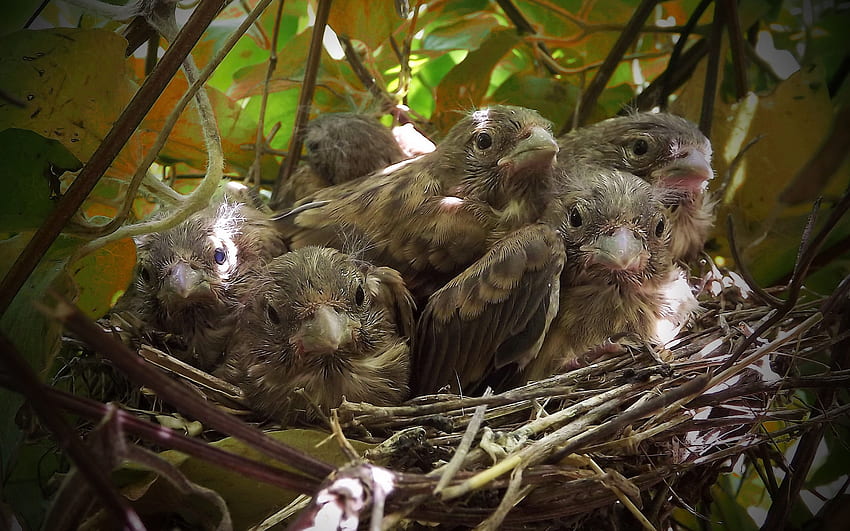 Springtime Chicks, cute, birds, nest, tree HD wallpaper