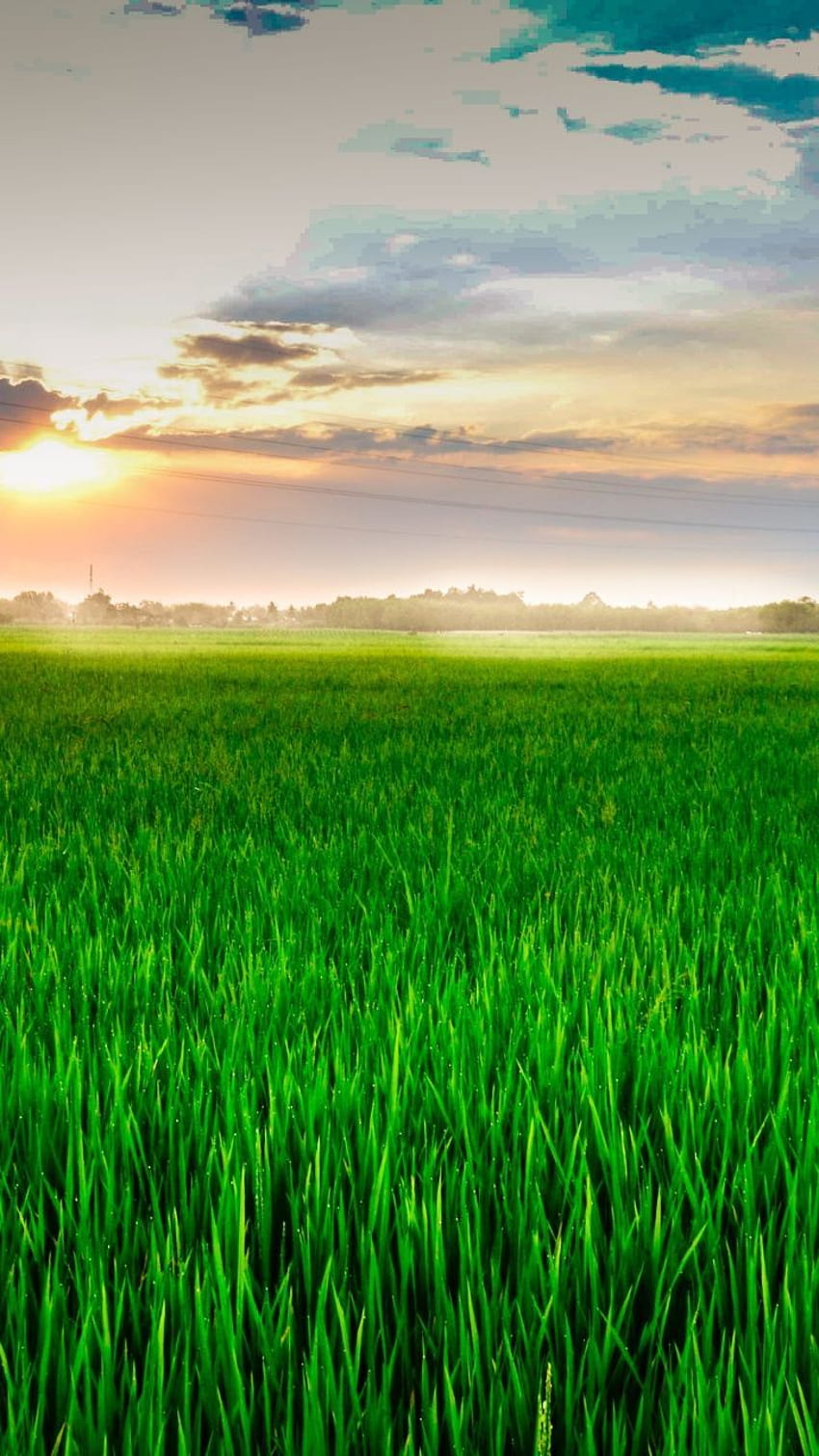 Green plants, farm fields, nature, . Nature, View HD phone wallpaper
