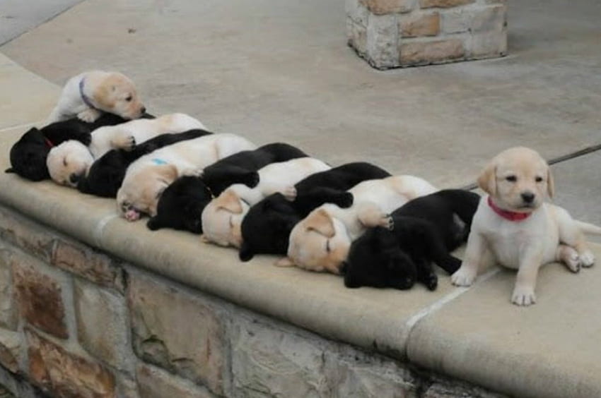 Sweetie Puppies, Sleeping, Puppies, Labrador, Dogs HD wallpaper