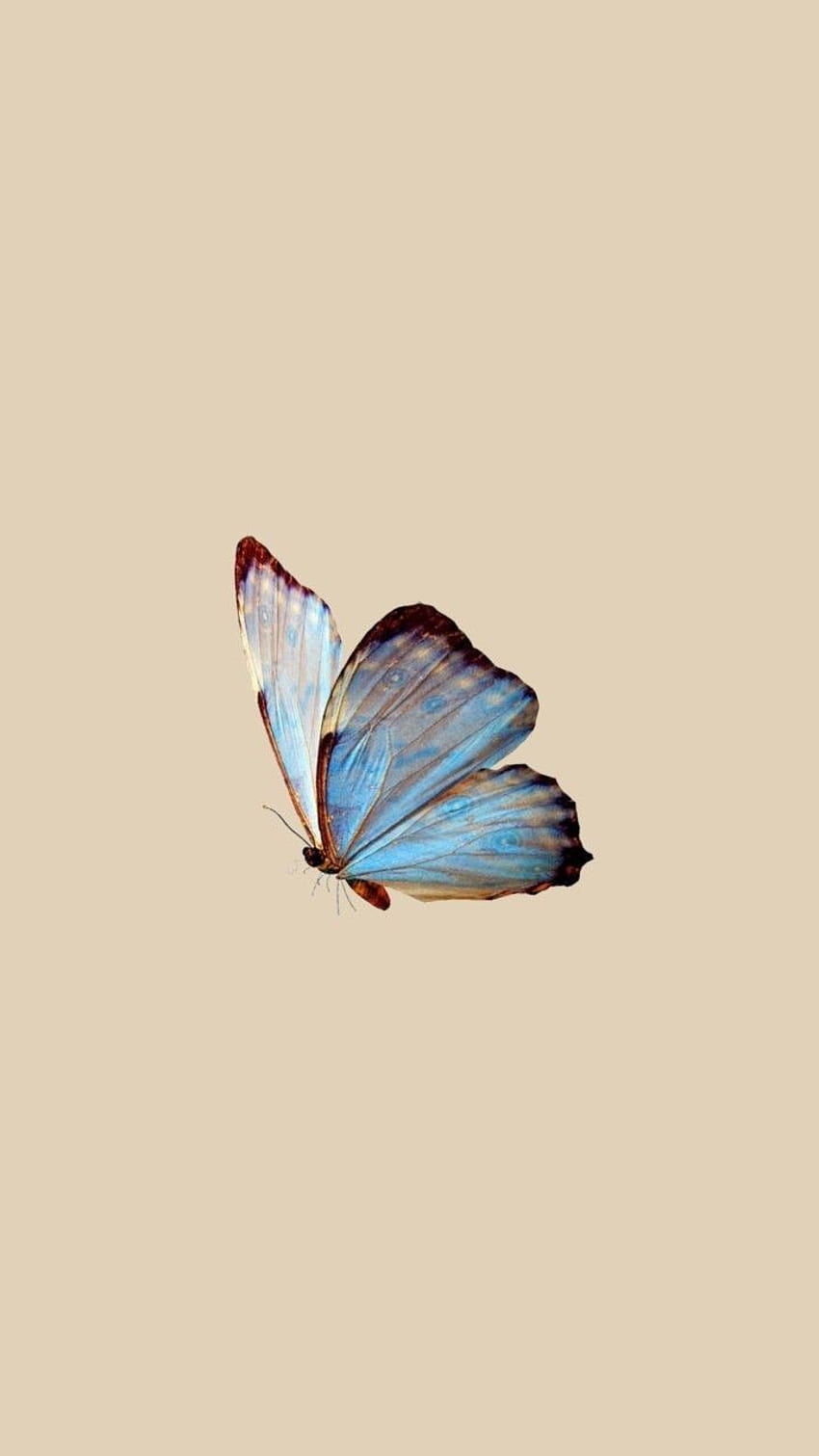 открита пеперуда, минималистична пеперуда HD тапет за телефон