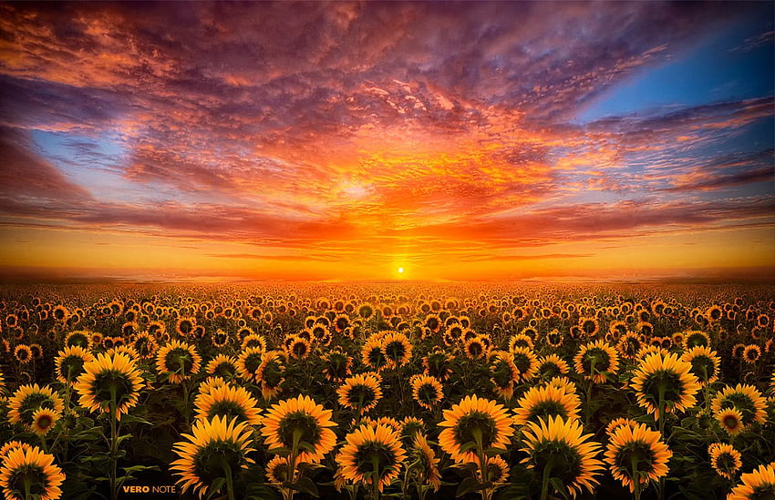 Sun Flowers Light. Flower , Sunflower , Sunflowers background, Pink Sunflower HD wallpaper