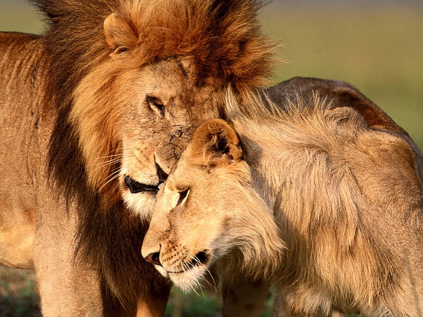 Animali, leoni Sfondo HD
