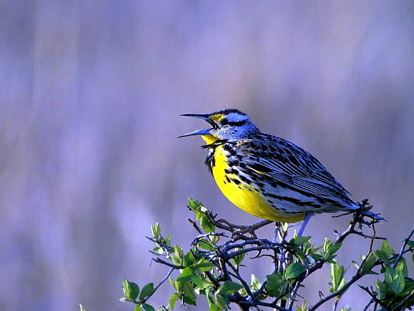 Śpiewający ptak, śpiew, piękny, ptak Tapeta HD