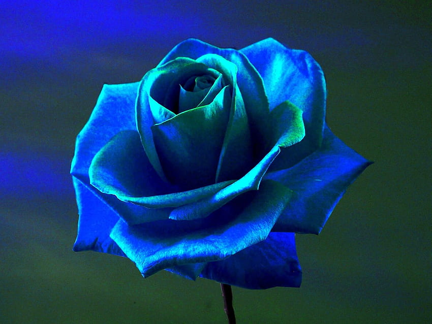 Rosa, rosa azul, flores, flores azules /, flores rojas, blancas y azules  fondo de pantalla | Pxfuel