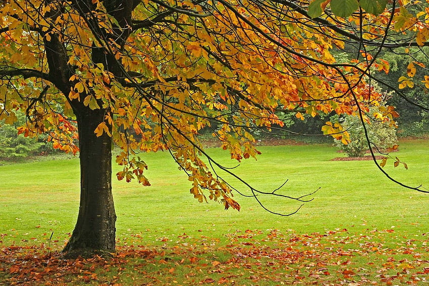 Trees R Us, Inc.: November Tree Care Tips From Trees R Us, Inc, Alder Tree HD wallpaper