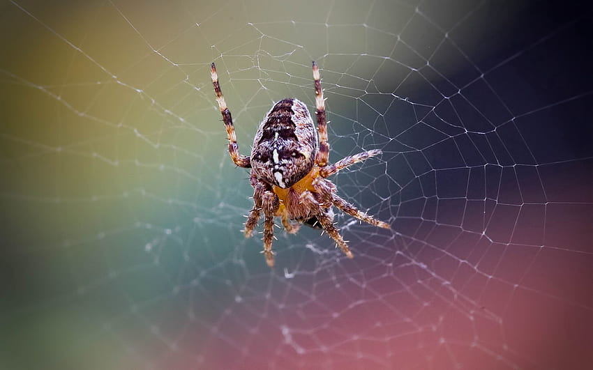sieć, makro, siatka, owad, pająk Tapeta HD
