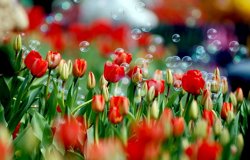 plantas, tulipanes fondo de pantalla