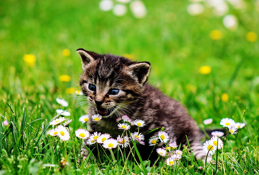 Kitty Cat, коте, бяло, цвете, зелено, котка, трева HD тапет