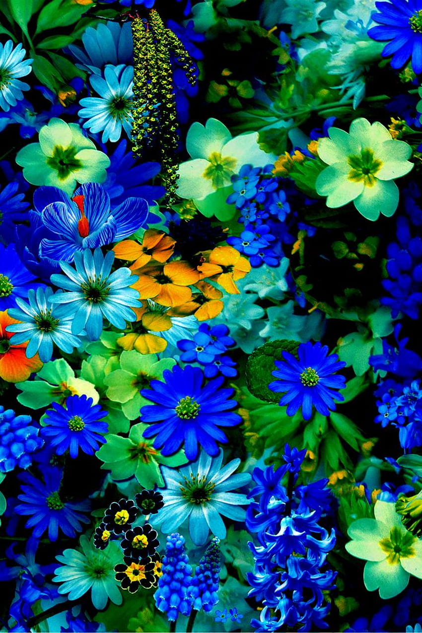 flower HD phone wallpaper