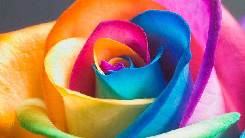 虹色のバラ、虹色の窓 高画質の壁紙