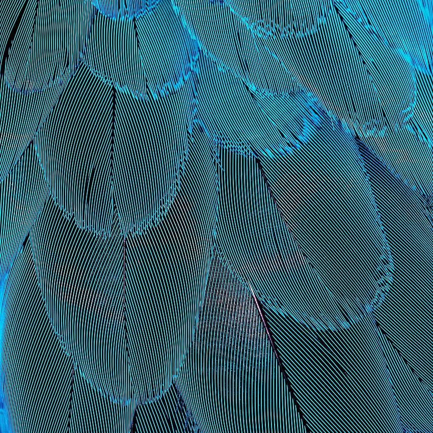 Plumage, blue feathers, close up . Blue feather, Blue , Blue aesthetic HD phone wallpaper