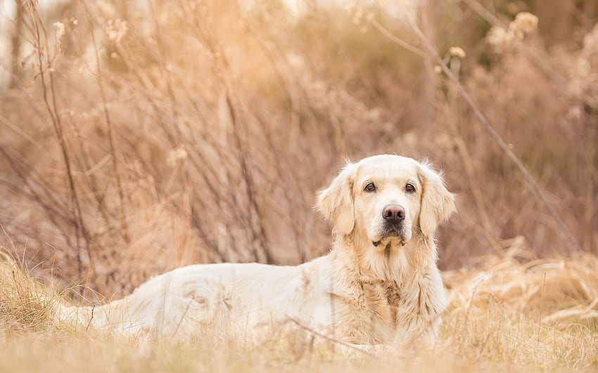 Schön, Hunde, süß, Labrador, Tiere HD-Hintergrundbild