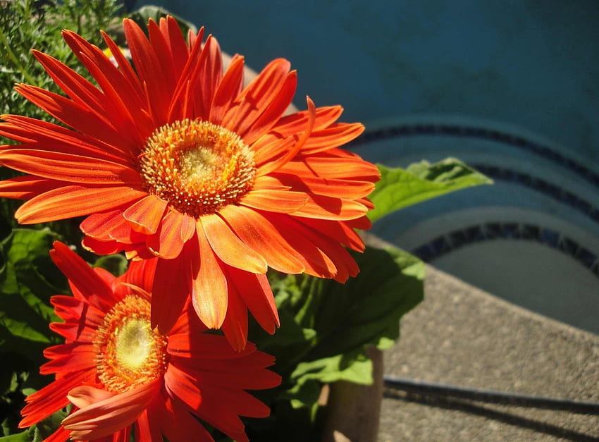 Blumen, Gerbera, Paar, Paar, Blumenbeet, Blumenbeet, Sonnig HD-Hintergrundbild