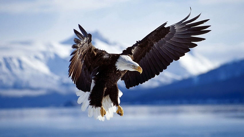 Águilas y . Animales, Águila Blanco y Negro fondo de pantalla | Pxfuel