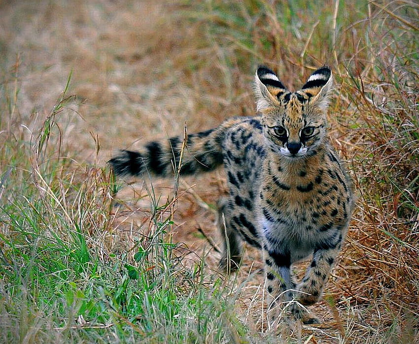 Колкото по-бавно вървите, толкова по-голям става вашият свят • сервал /ˈsɜːrvəl/ (Leptailurus serval), известен също HD тапет
