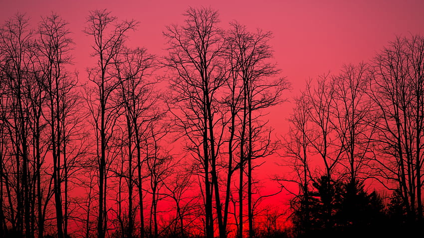 Red Sky, Forest, Tree Silhouette for U TV - Maiden HD wallpaper