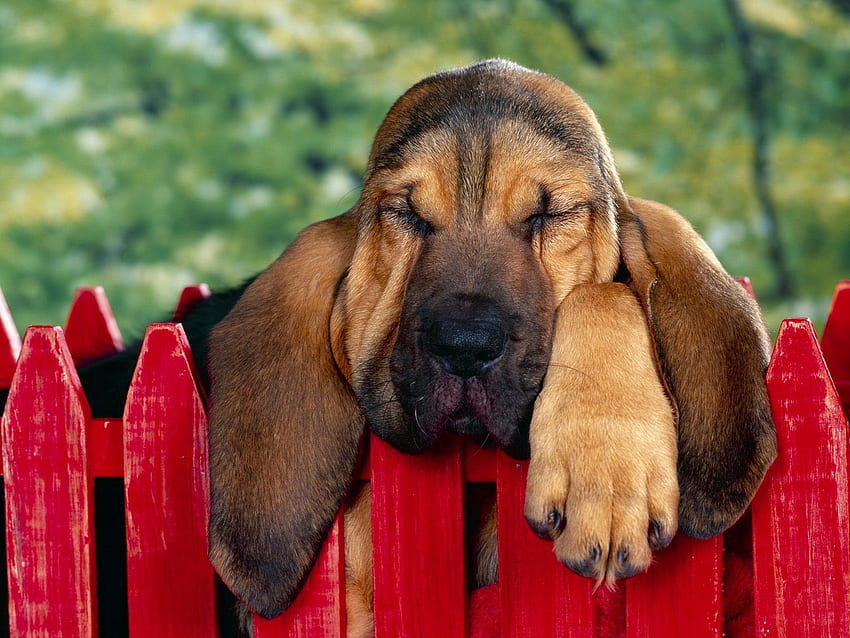 Animals, Dog, Brown, Fence, Ears, Sleep HD wallpaper