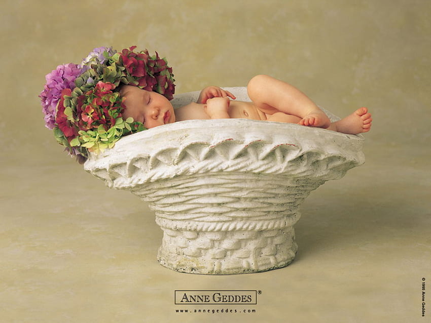 아기, 바구니, Anne Geddes, 수면, 꽃 HD 월페이퍼