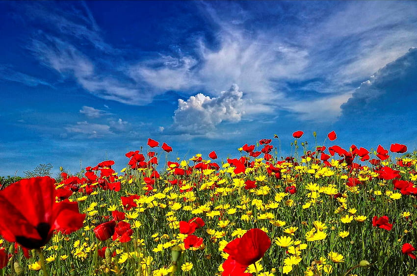 Flowers for Jasnas, sky, colours, flowers, field HD wallpaper
