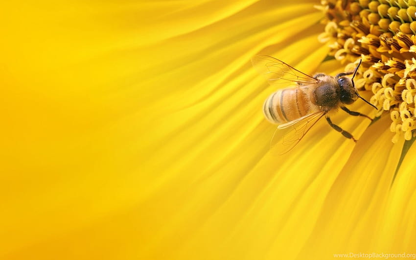 ผึ้งน้ำผึ้งในพื้นหลังดอกทานตะวันสีเหลือง วอลล์เปเปอร์ HD