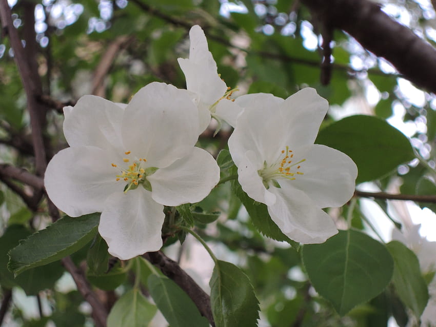 Листа, цвете, макро, клони, ябълково дърво HD тапет