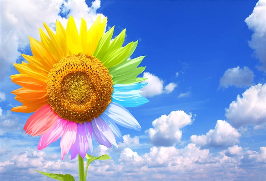 Laeacco .5ft Sunny Rainbow Color Sunflower Blue Sky White Clouds Vinilo gráfico Primavera Scenic Telón de Niño Niños Bebé Adulto Retrato Boda Shoot Paisaje Estudio: Camera & fondo de pantalla