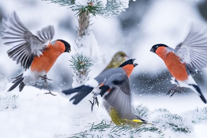 Winter Birds, winter, animal, birds, snow, trees HD wallpaper