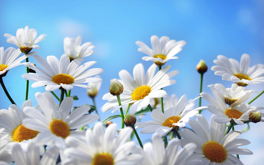 カモミール、マクロ、美しい花、青い空、白い花、夏、ヒナギク 高画質の壁紙