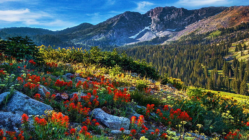 Utah'ın Wasatch Dağları, bahar, bulutlar, manzara, ağaçlar, çiçekler, gökyüzü, ABD HD duvar kağıdı